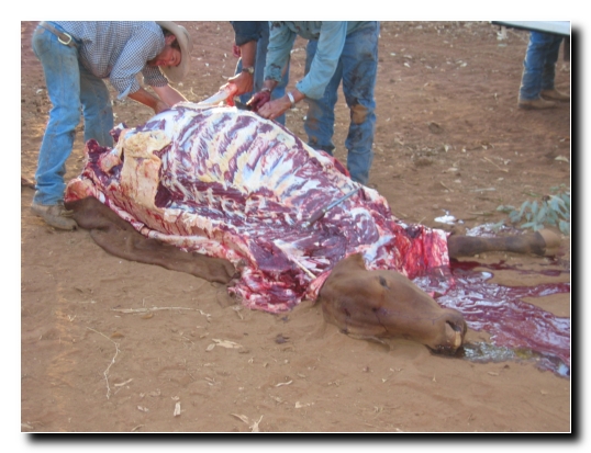 44 Diese Kuh leider nicht